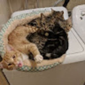 Meet your Posher, Emfarnan